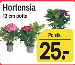 ABC Lavpris Hortensia tilbud