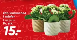 Bilka Mini kalanchoe i skjuler tilbud