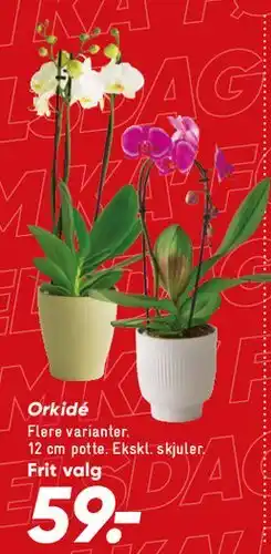 Bilka Orkidé tilbud