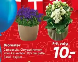 Bilka Blomster tilbud