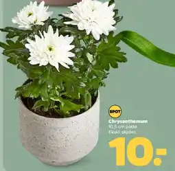 Netto Chrysanthemum tilbud
