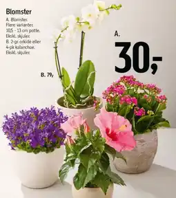 Føtex Blomster tilbud