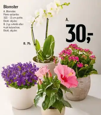 Føtex Blomster tilbud