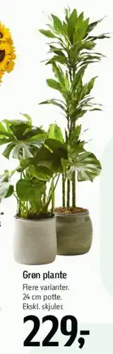 Føtex Grøn plante tilbud