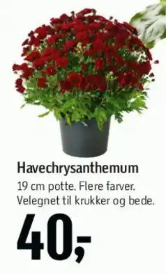 Føtex Havechrysanthemum tilbud
