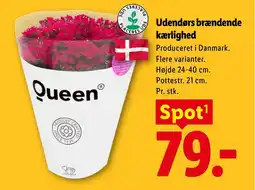 Lidl Udendørs brændende kærlighed tilbud