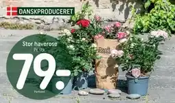 REMA 1000 Stor haverose tilbud