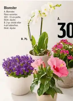 Føtex 2-gr. orkidé eller 4-pk kalanchoe tilbud