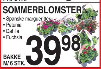 ABC Lavpris Sommerblomster tilbud