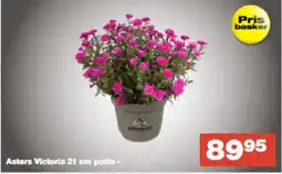 Bauhaus Asters Victoria 21 cm potte - tilbud