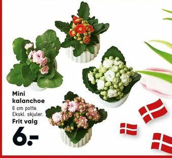 Bilka Mini kalanchoe tilbud