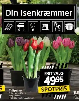 Din Isenkræmmer Tulipaner tilbud