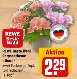 REWE DE REWE Beste Wahl Chrysantheme Duo tilbud