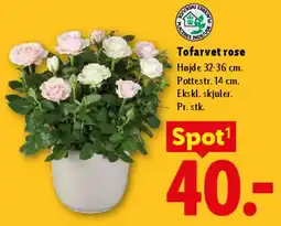 Lidl Tofarvet rose tilbud