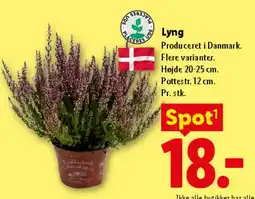 Lidl Lyng tilbud