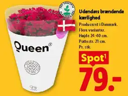 Lidl Udendørs brændende kærlighed tilbud