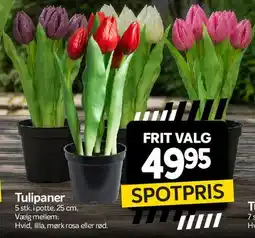 Din Isenkræmmer Tulipaner (potte) tilbud