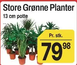 ABC Lavpris Store Grønne Planter tilbud