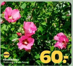 Netto Havehibiscus tilbud