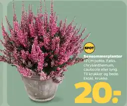 Netto Sensommerplanter tilbud