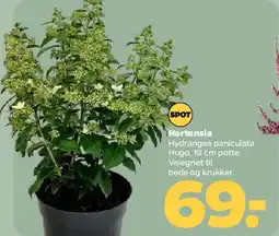 Netto Hortensia tilbud