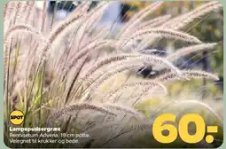 Netto Lampegræs (Pennisetum advena) tilbud