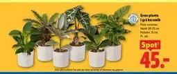 Lidl Grøn plante i grå keramik tilbud