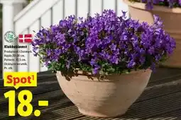Lidl Klokkeblomst tilbud
