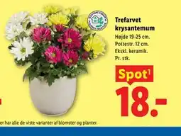 Lidl Trefarvet krysantemum tilbud