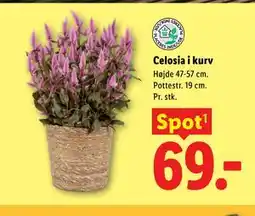 Lidl Celosia i kurv tilbud