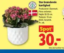 Lidl Stor brændende kærlighed tilbud
