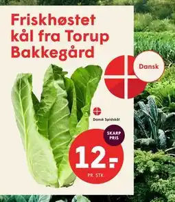 SPAR Dansk Spidskål tilbud