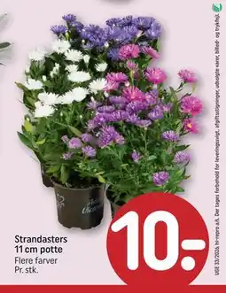 REMA 1000 Strandasters 11 cm potte tilbud