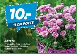 Bilka Asters tilbud