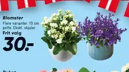 Bilka Blomster tilbud