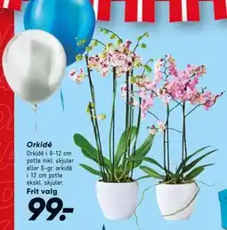 Bilka Orkidé tilbud