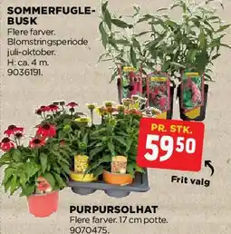 jem & fix Purpursolhat / Sommerfuglebusk (udvalg af planter) tilbud
