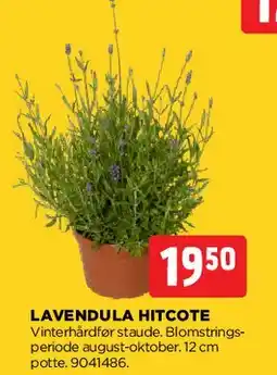 jem & fix Lavendula Hidcote tilbud