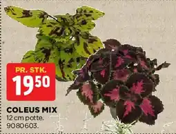 jem & fix Coleus Mix tilbud