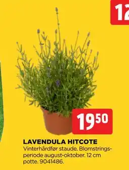 jem & fix LAVENDULA HITCOTE tilbud