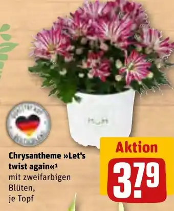 Chrysantheme Let's twist again