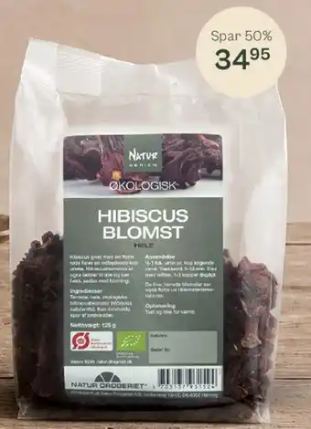 Hibiscus Blomst