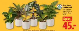 Lidl Grøn plante i grå keramik tilbud