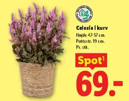 Lidl Celosia i kurv tilbud