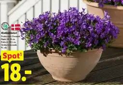 Lidl Klokkeblomst tilbud