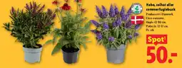 Lidl Hebe, solhat eller sommerfuglebusk tilbud