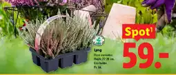 Lidl Lyng tilbud