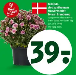 Coop 365 Frilands-chrysanthemum tilbud