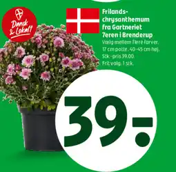 Coop 365 Frilands- chrysanthemum fra Gartneriet 7eren i Brenderup tilbud