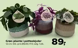 SuperBrugsen Grøn plante i potteskjuler tilbud